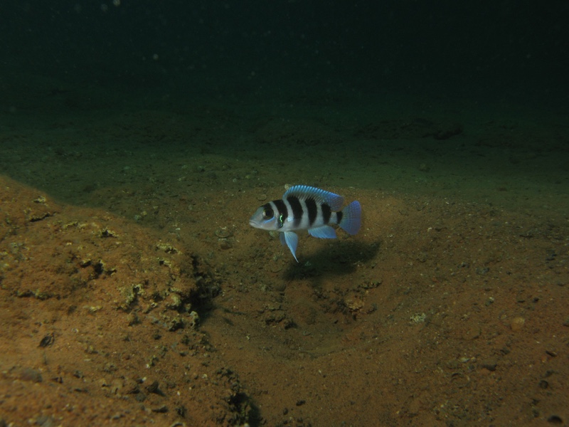 Neolamprologus tretocephalus 'Kigoma'